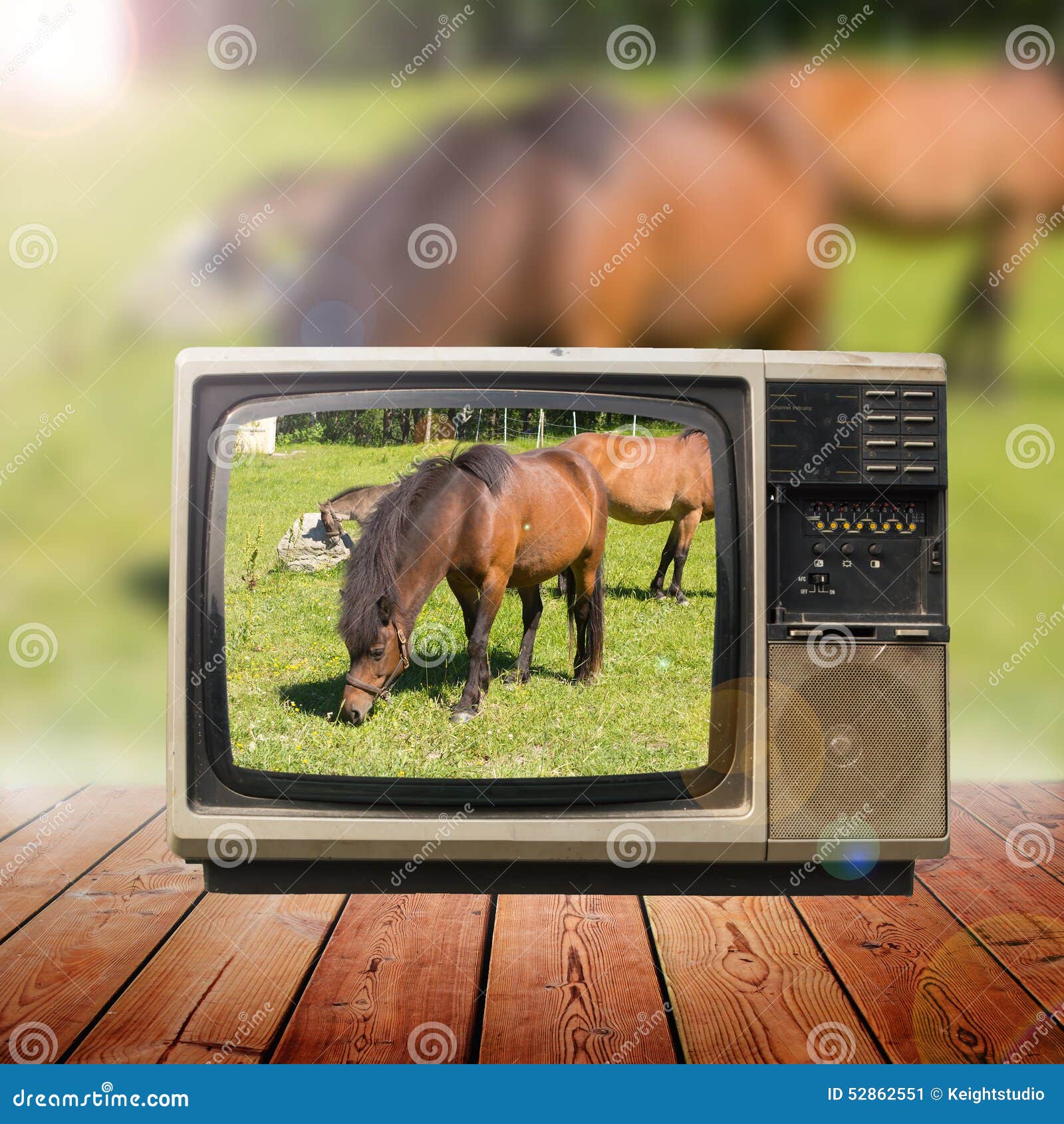 Horses in television stock image. Image of funny, head 52862551