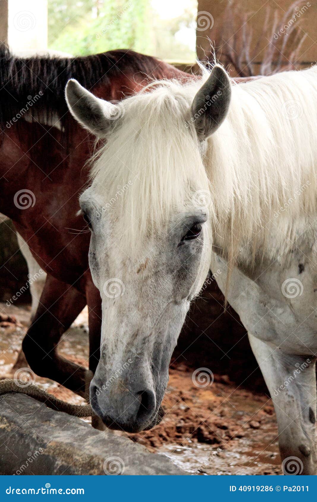 Horses in their stable stock photo. Image of country 40919286