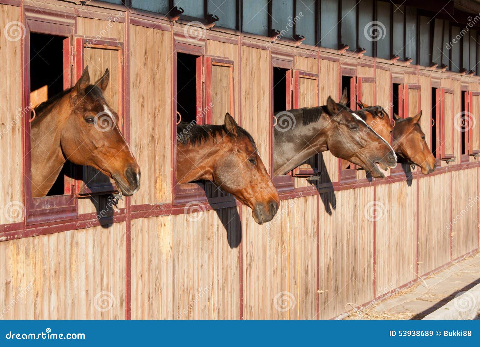 horses in their stable