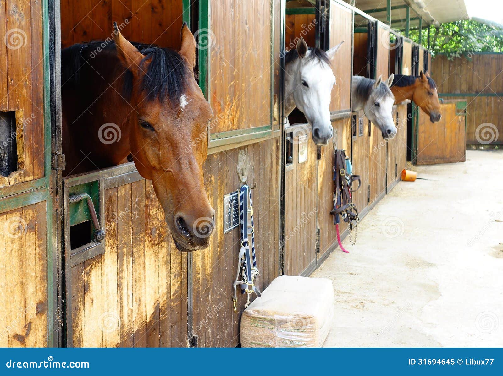 Horses in Their Stalls stock image. Image of stallion 31694645