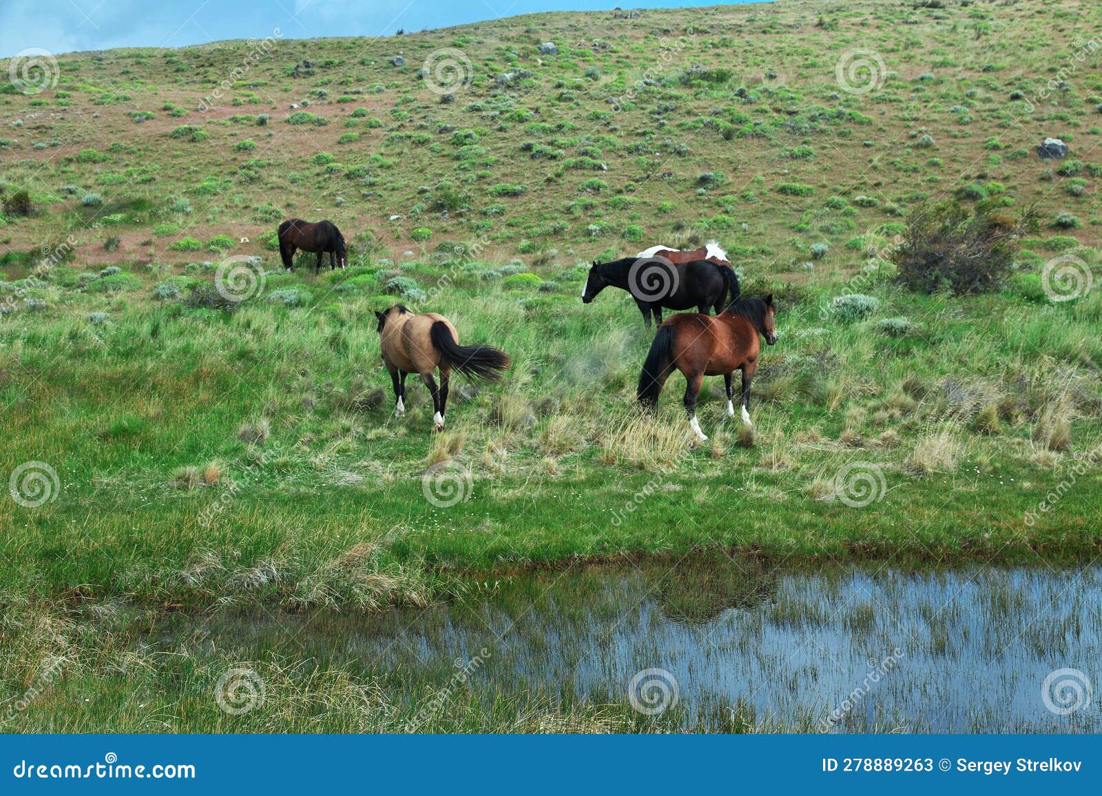 Horses in Torres Del Paine National Park, Patagonia, Chile Stock Image ...