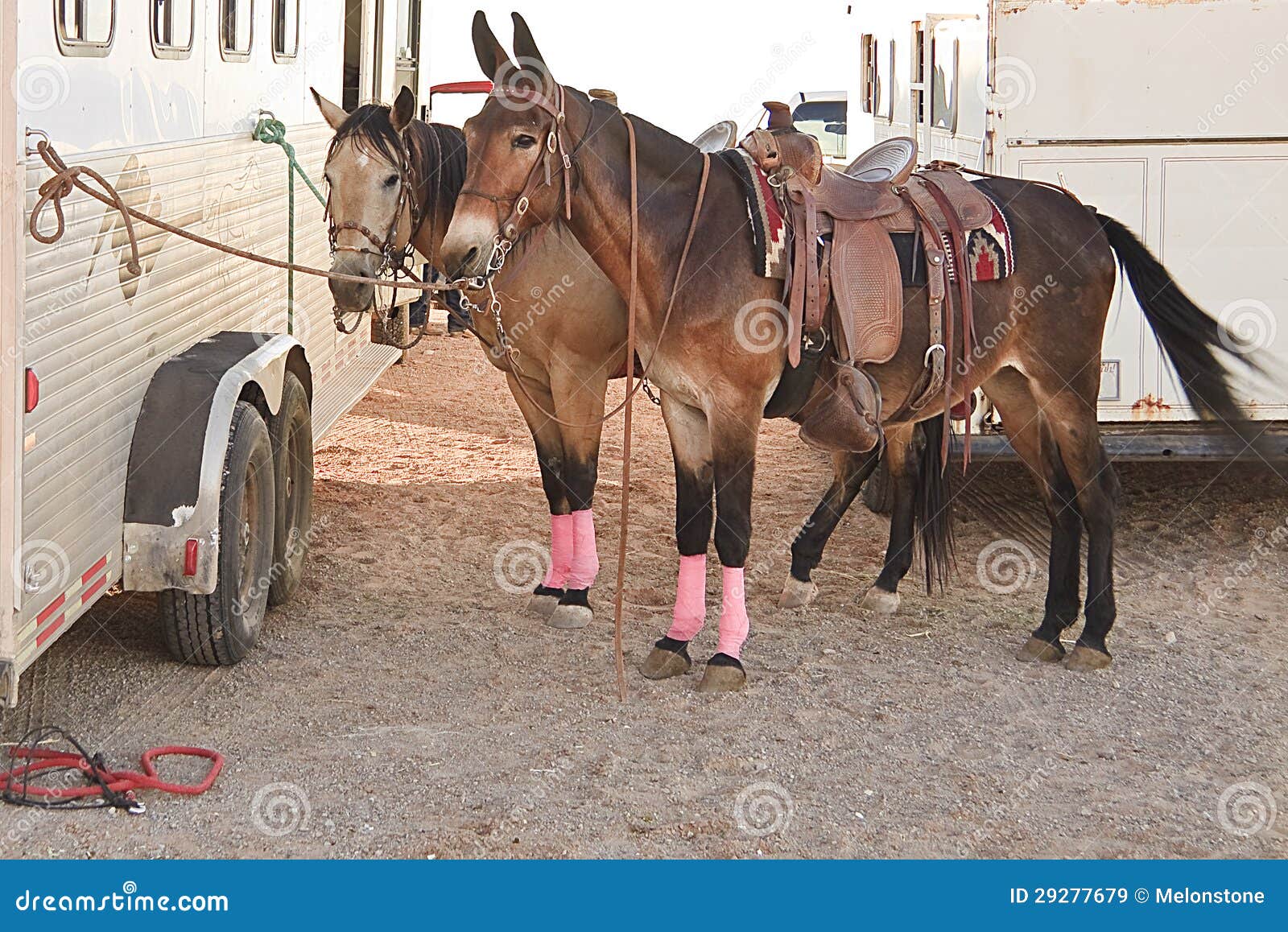 Horses and trailer stock image. Image of hitched, horsebox 29277679