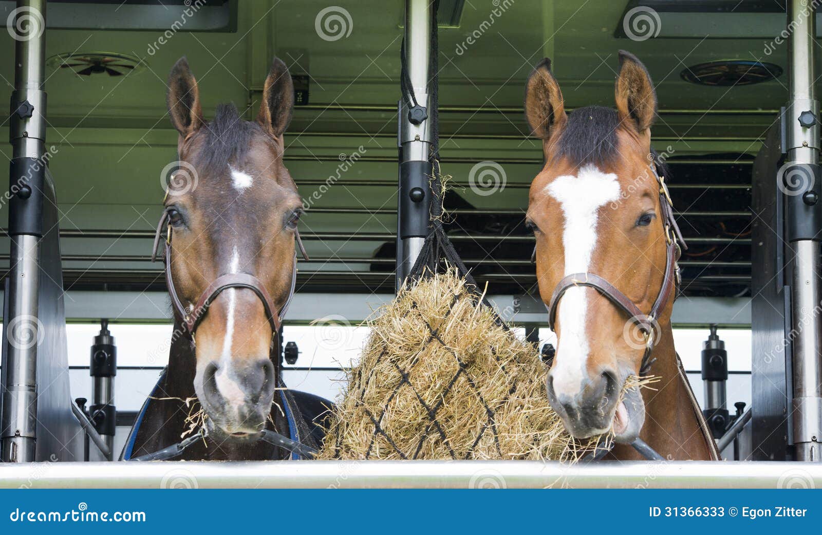 Horses in a trailer stock image. Image of stallion, feedbag 31366333