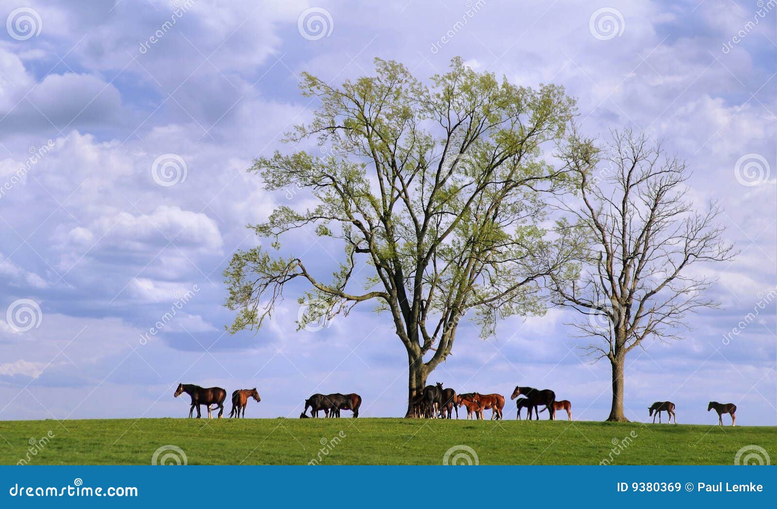 Horses and Trees stock image. Image of spring, cloudy 9380369