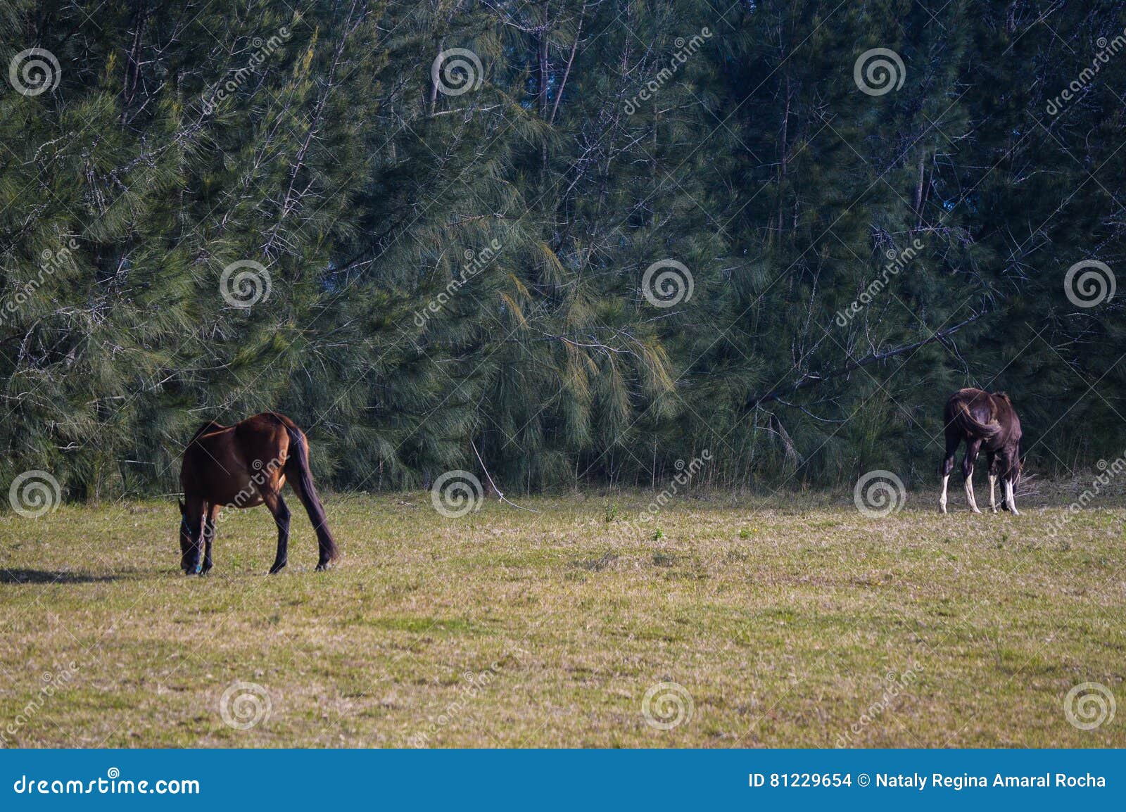 Horses stock photo. Image of nature, horses, eucalyptus 81229654