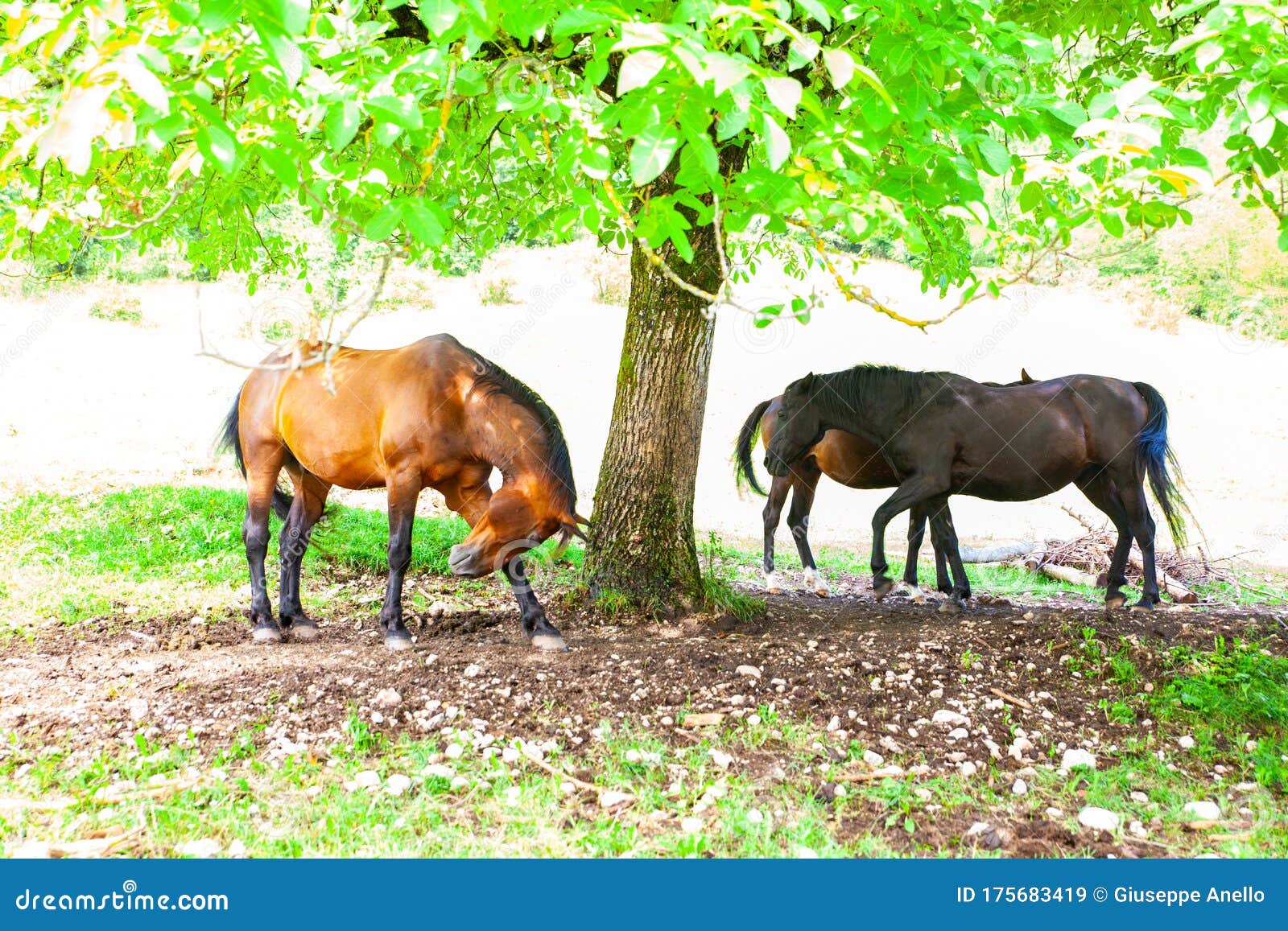 Horses under a tree stock image. Image of gallop, fast 175683419