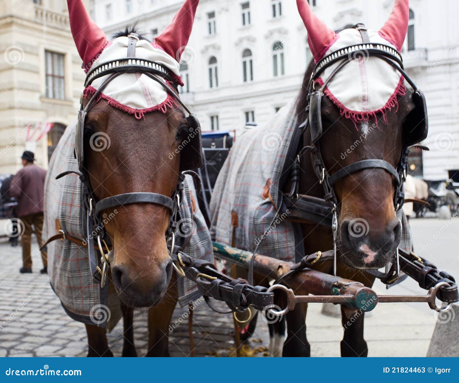 Horses in Vienna. stock image. Image of horsedrawn, destinations 21824463