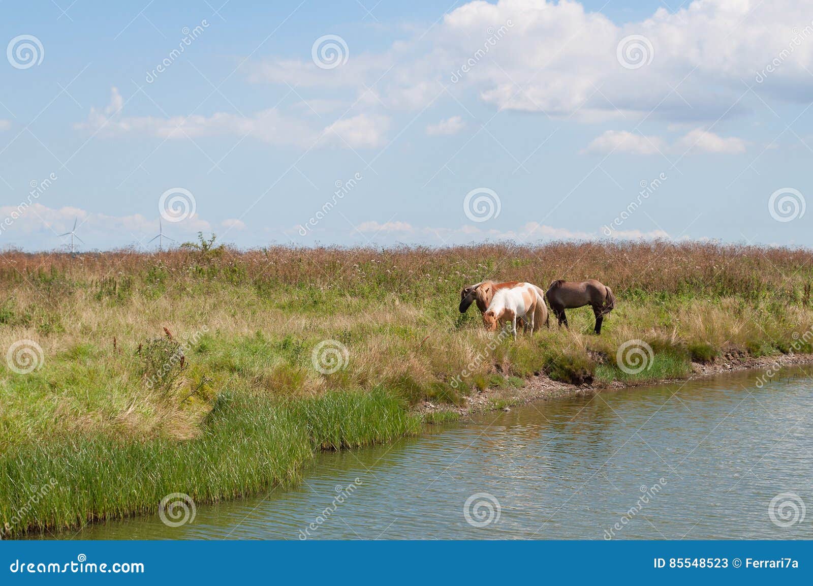 horses by the water
