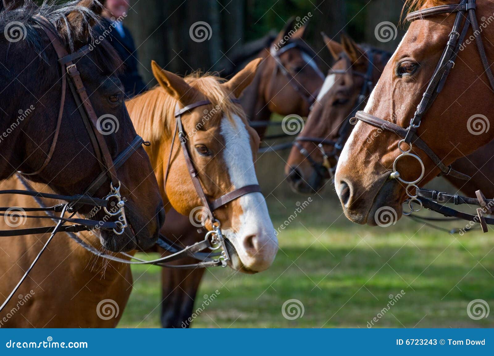 horses wearing riding tack