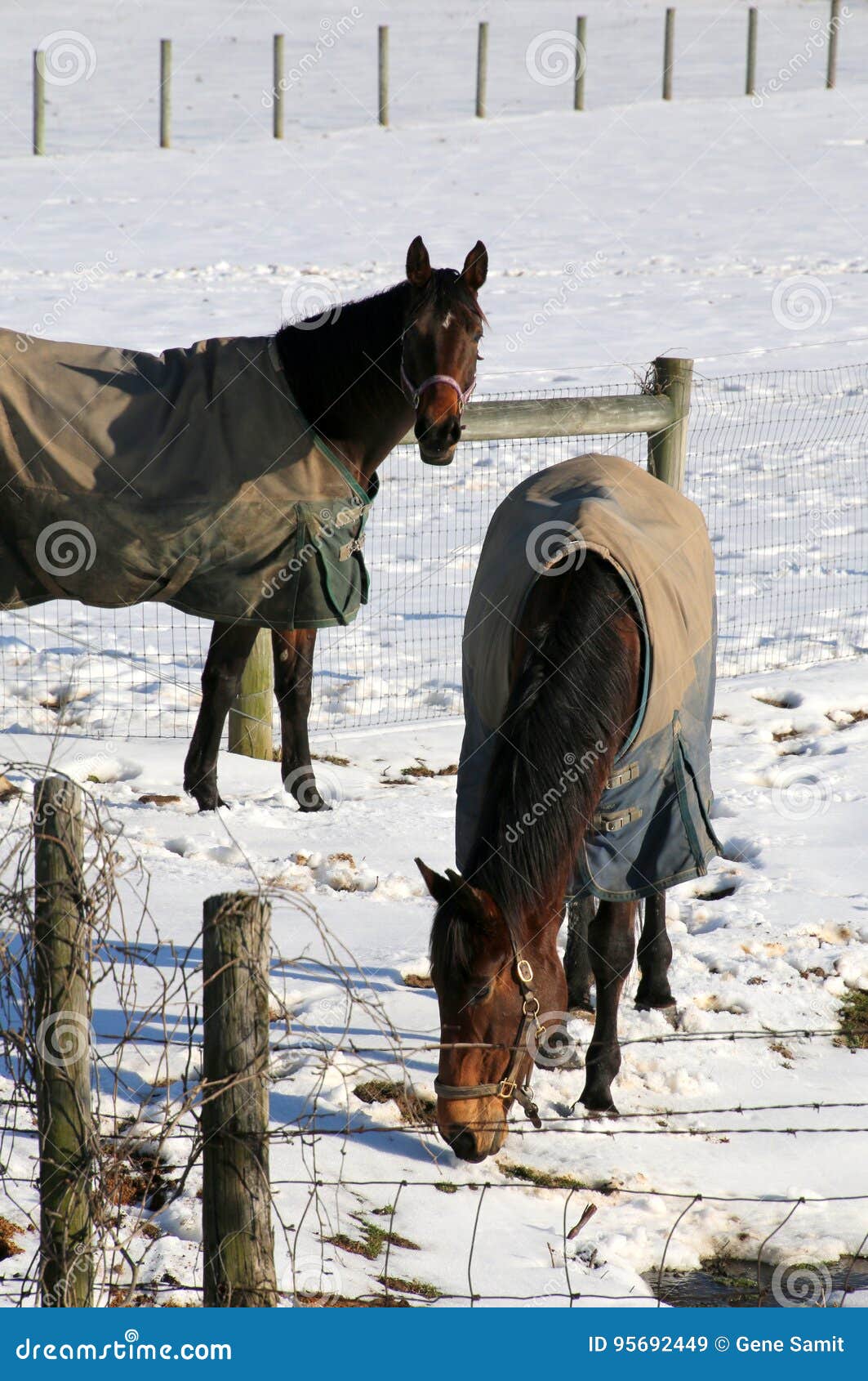 The Horses are Wearing Their Coats. Stock Image Image of small