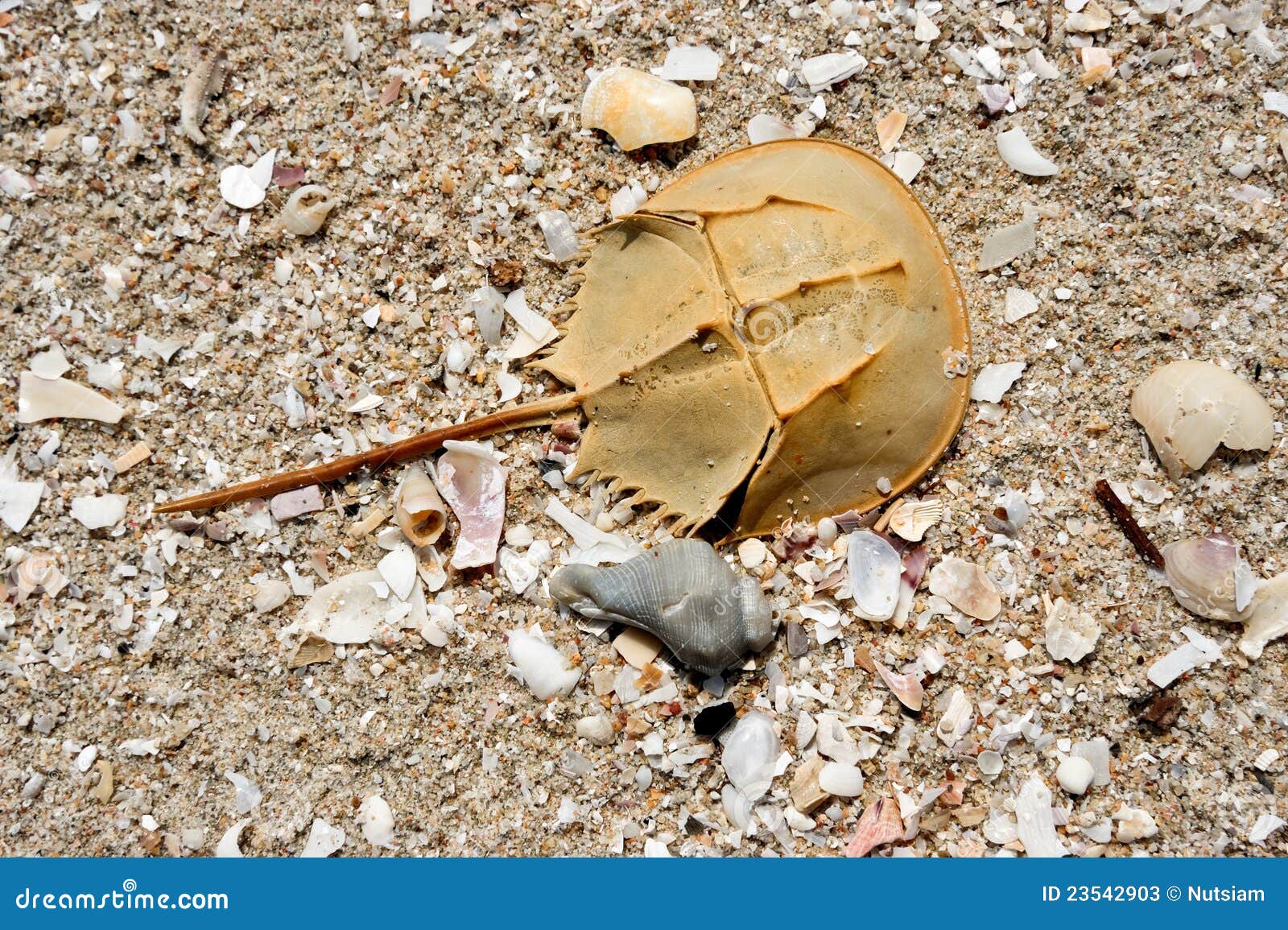 Horseshoe crab stock image. Image of crustacean, horseshow 23542903