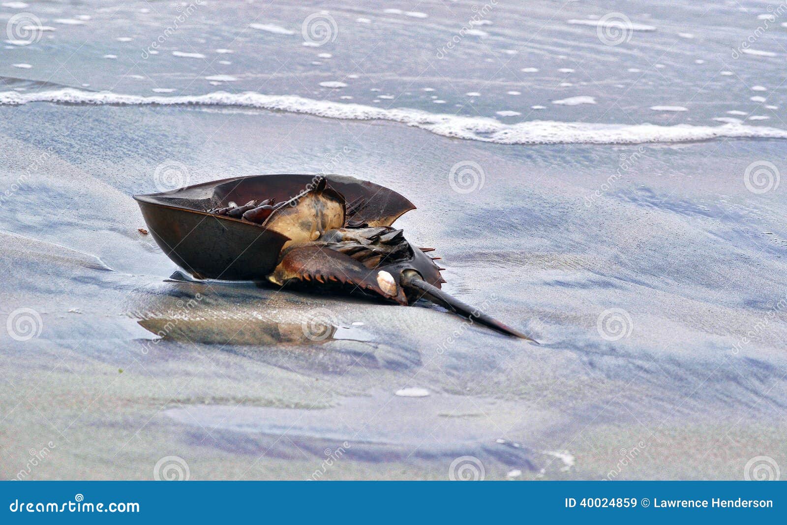 A Horseshoe Crab stock image. Image of city, arthropods 40024859