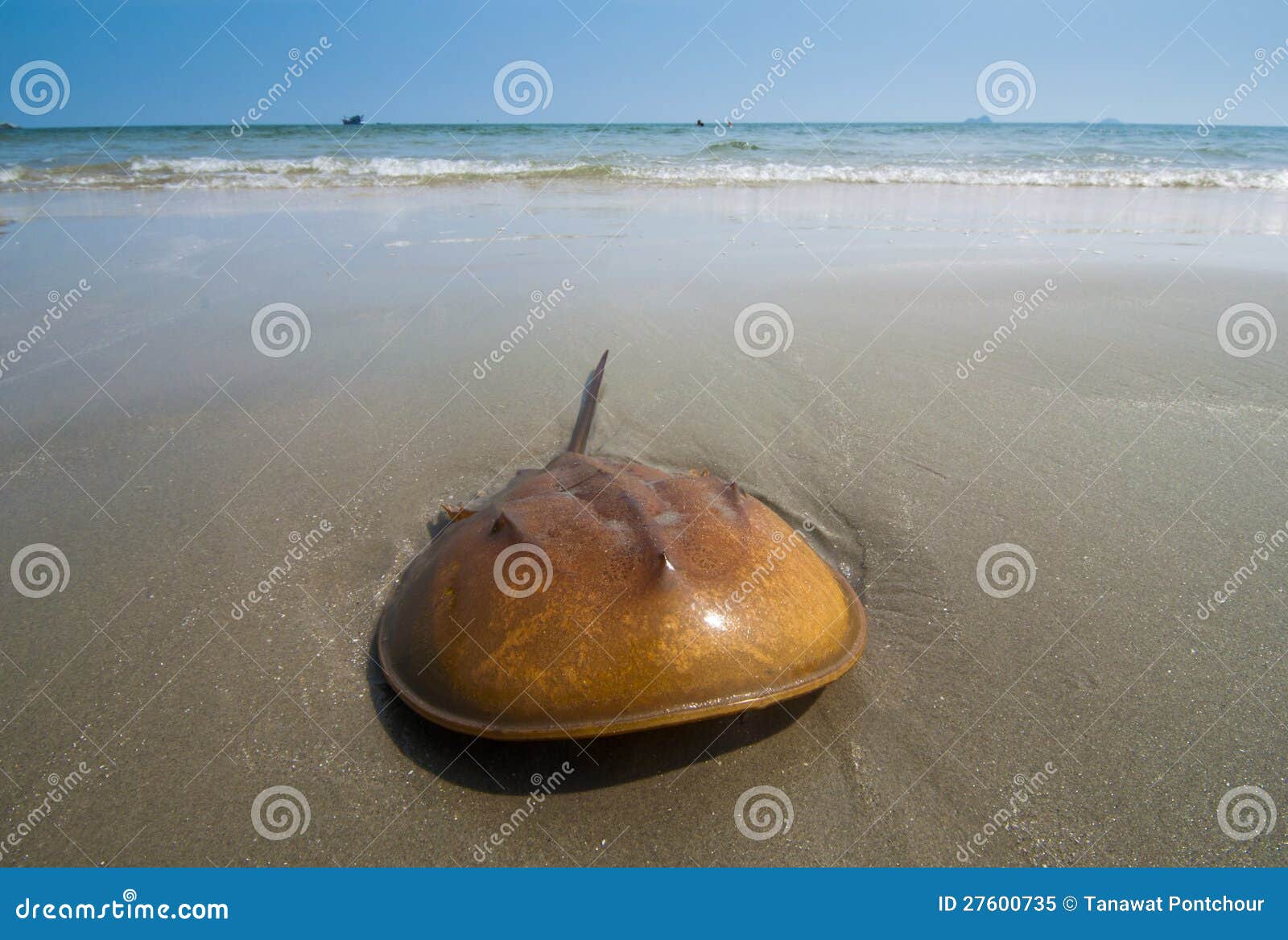 Horseshoe Crab on Sand Beach Stock Image Image of toxic