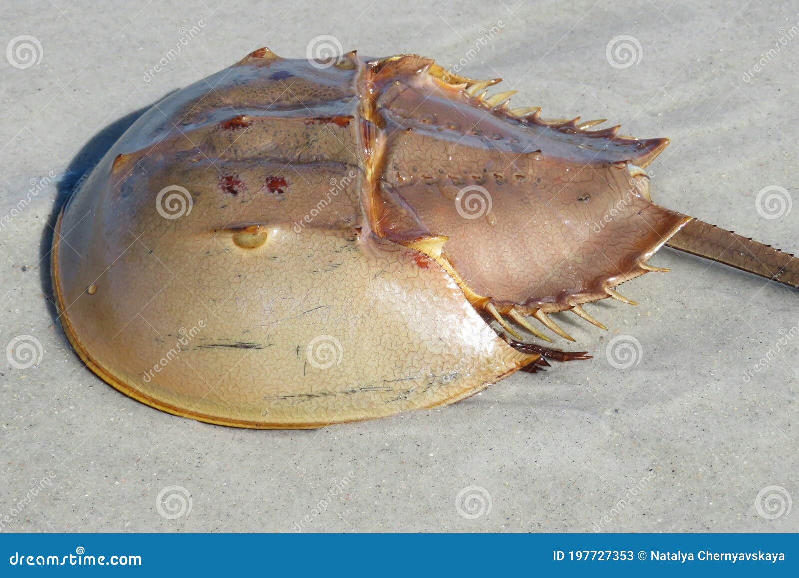 Horseshoe Crab on Florida Beach Stock Image Image of horse, life