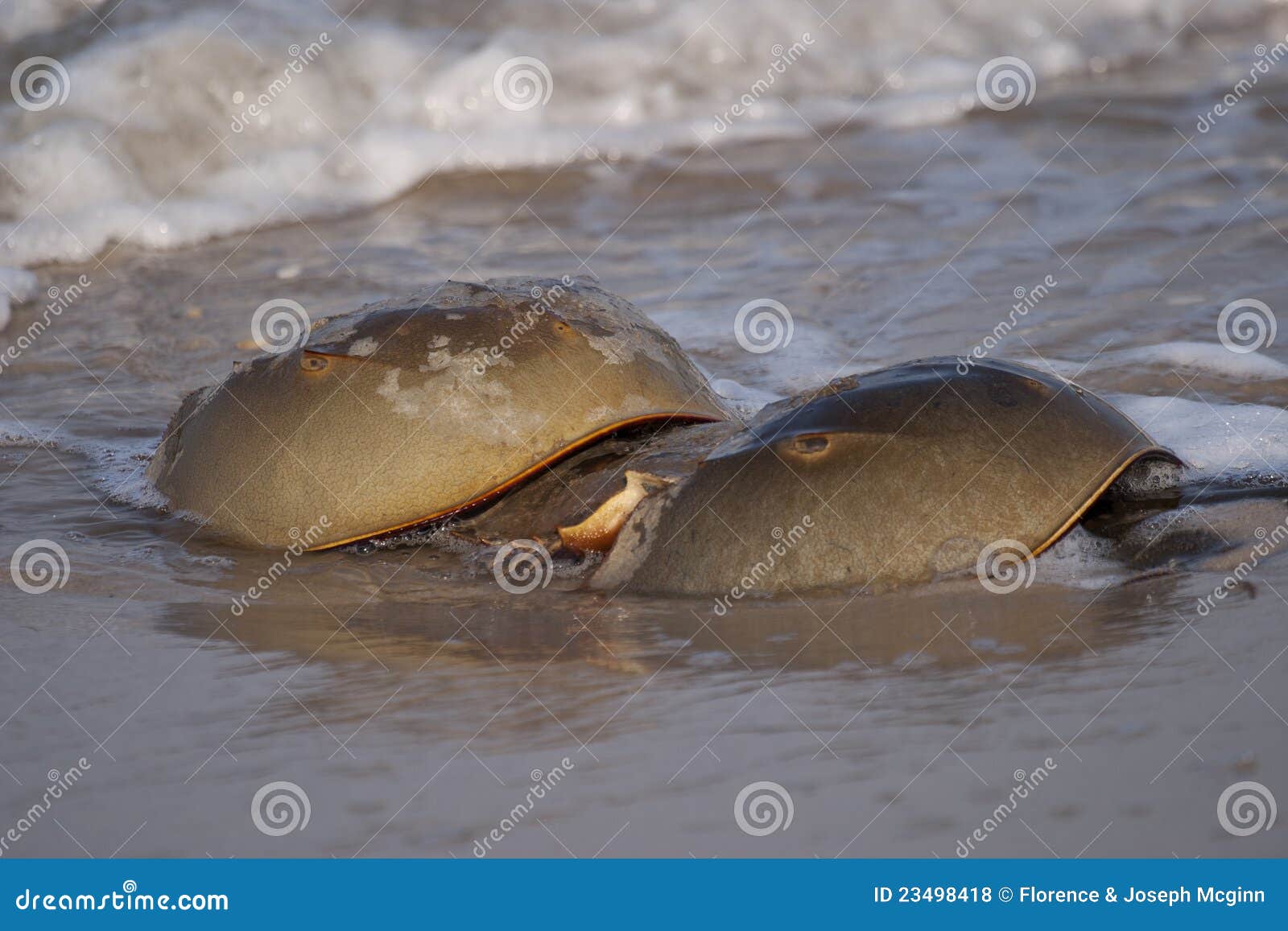 Horseshoe Crabs in the Surf Stock Photo Image of sand, mate 23498418