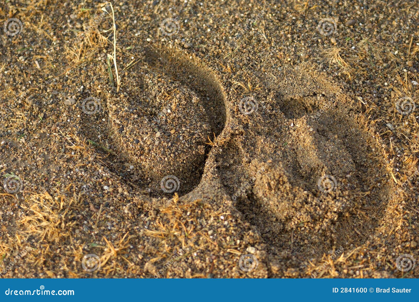 Horseshoe imprints stock photo. Image of background, horse - 2841600