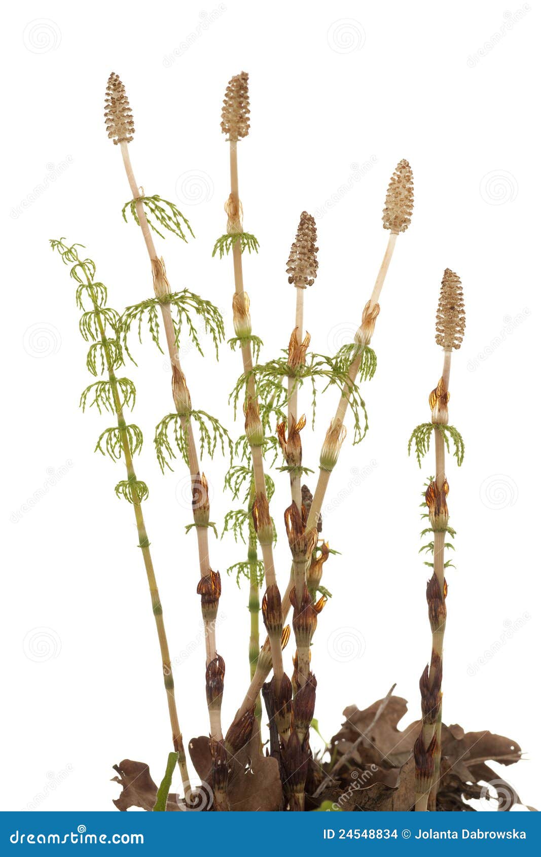 Horsetail stock photo. Image of equisetum, herb, plant 24548834