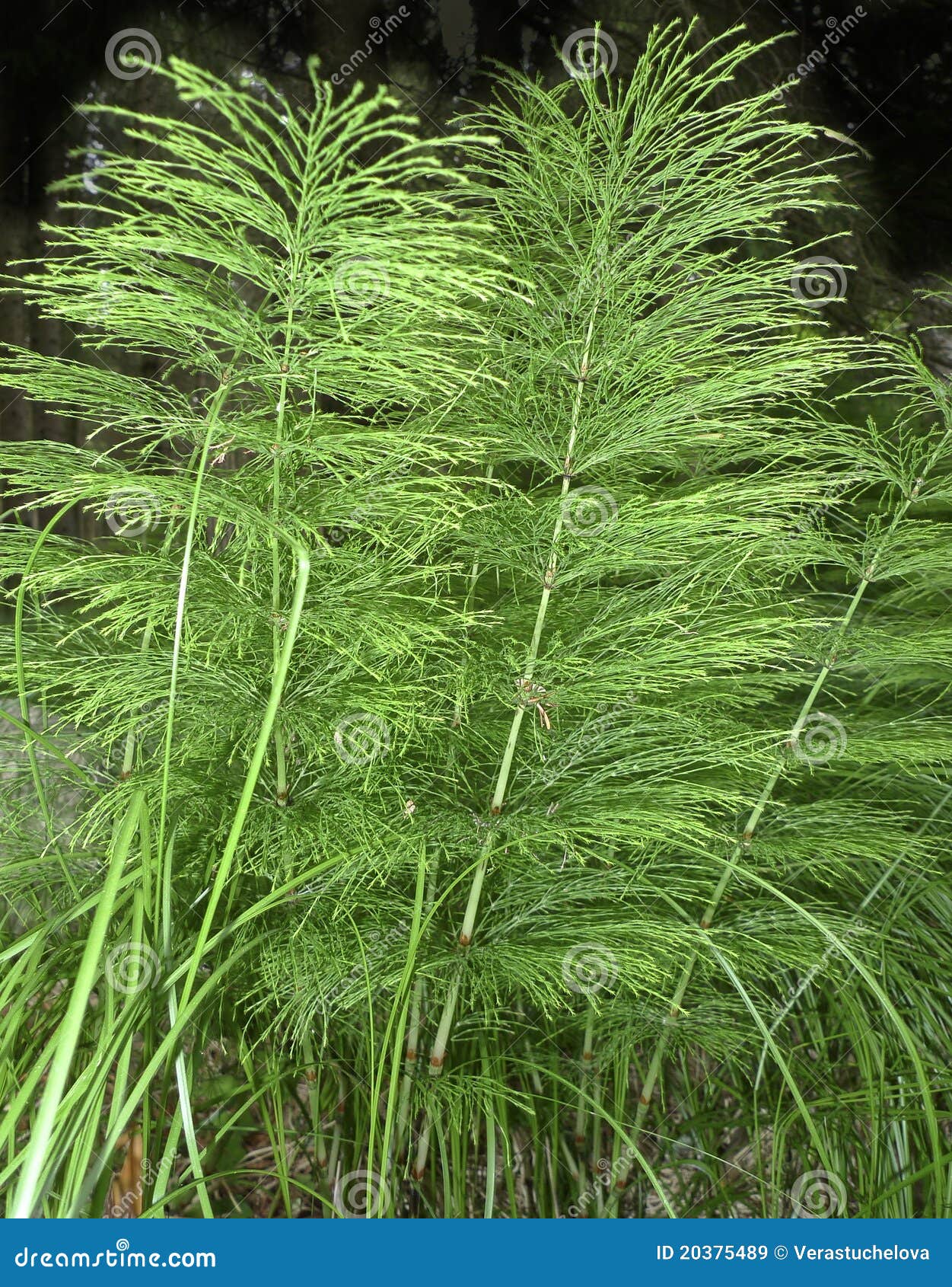 Horsetail herb stock image. Image of common, horsetail 20375489