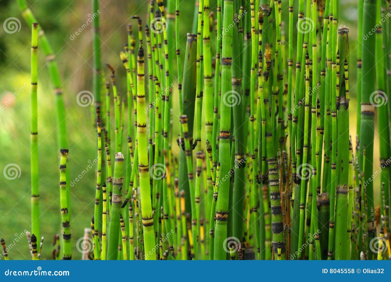 horsetail plant