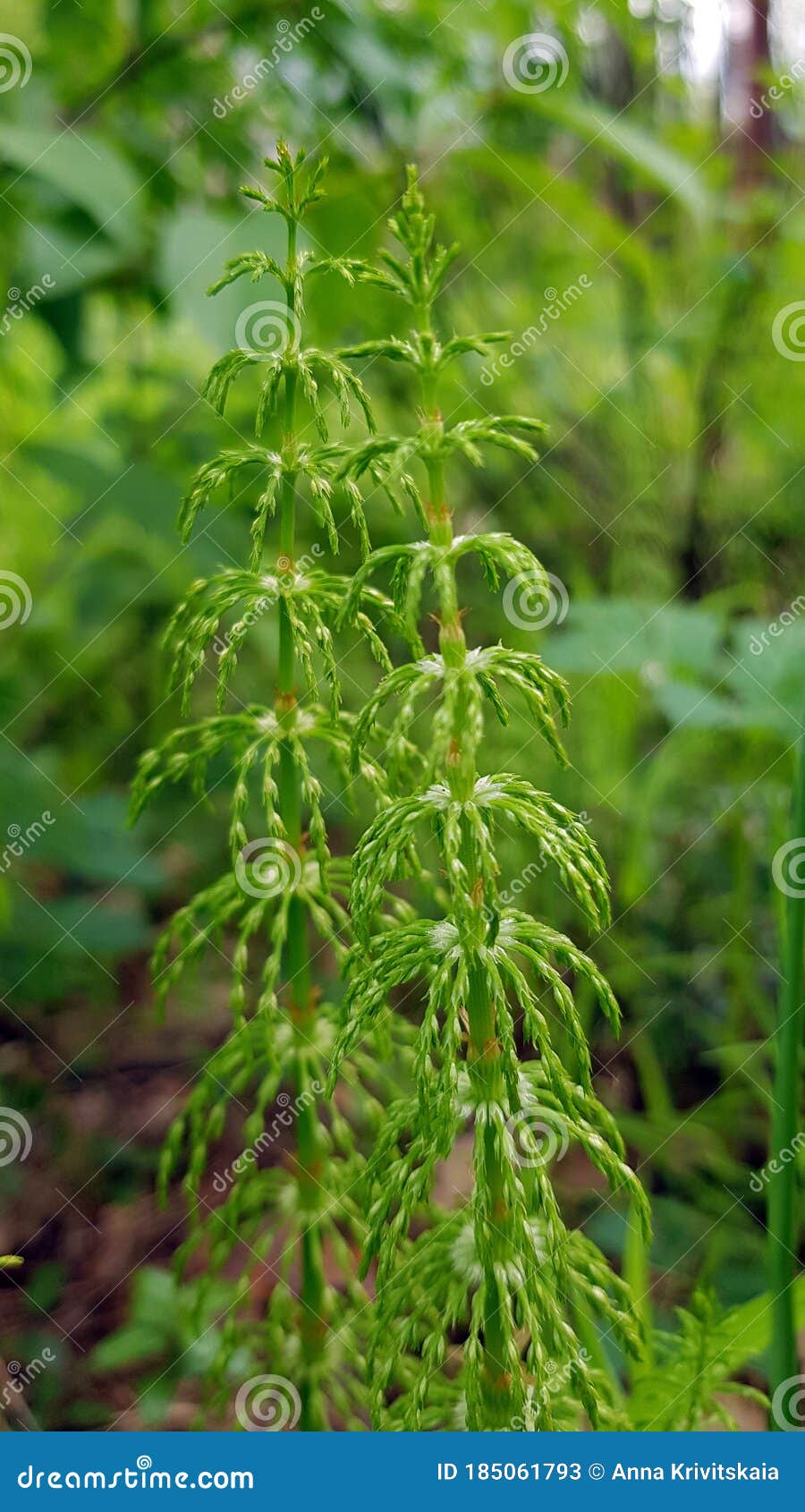 Horsetail shoots in spring stock image. Image of flora 185061793