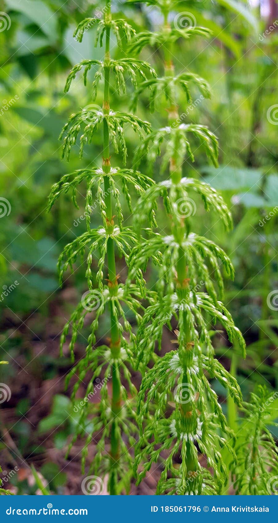 Horsetail shoots in spring stock photo. Image of field 185061796