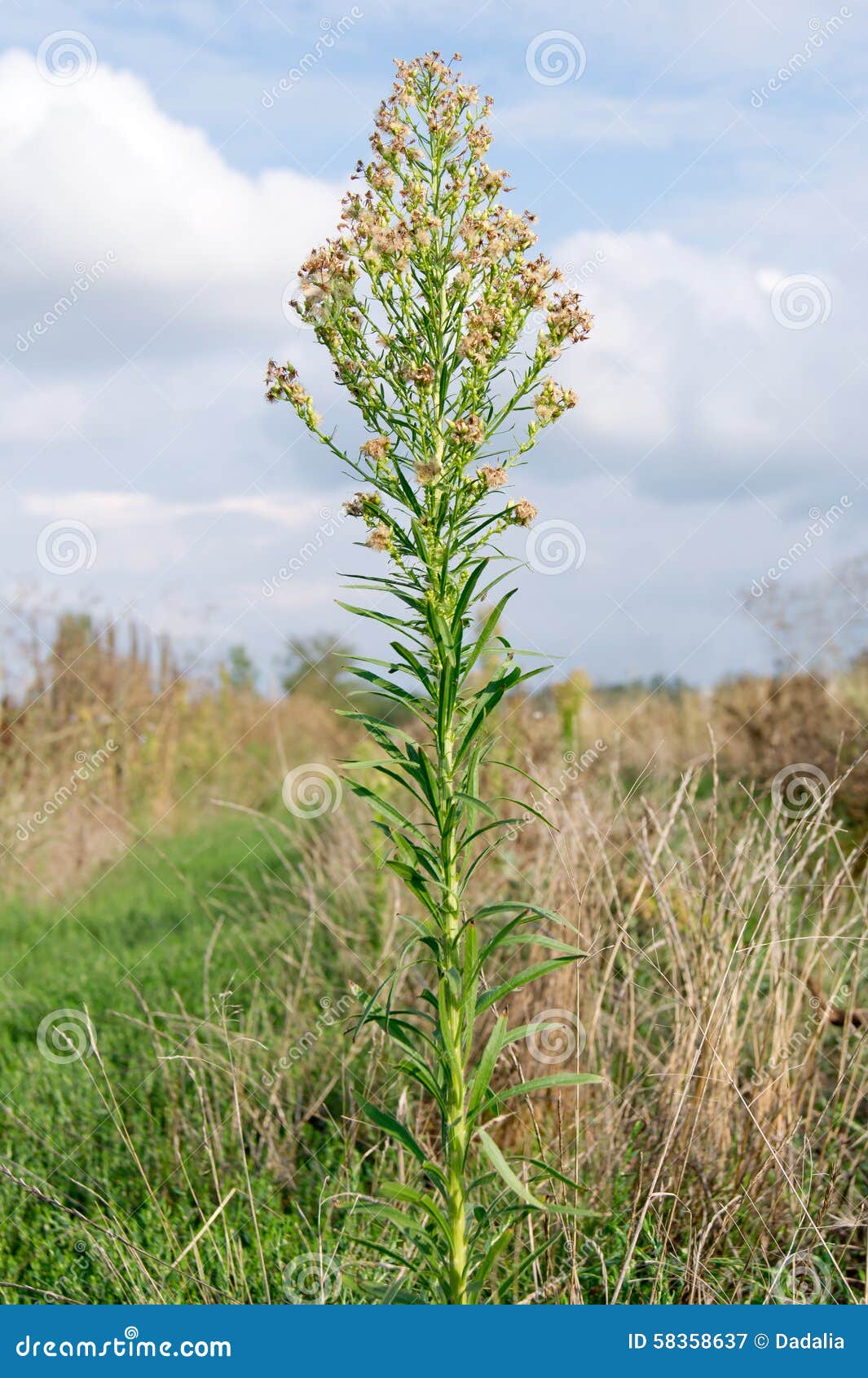 horseweed (conyza canadensis)