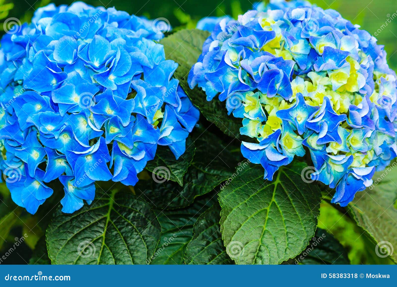 Hortênsia Azul E Amarela (macrophylla) Foto de Stock - Imagem de objeto,  florescer: 58383318