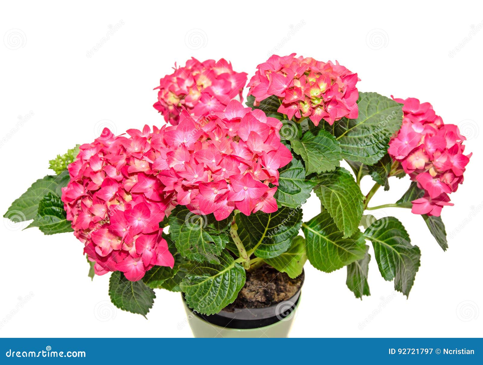 A Hortênsia Vermelha E Cor-de-rosa Floresce Em Um Vaso De Flores Verde,  Hortensia Imagem de Stock - Imagem de roxo, planta: 92721797
