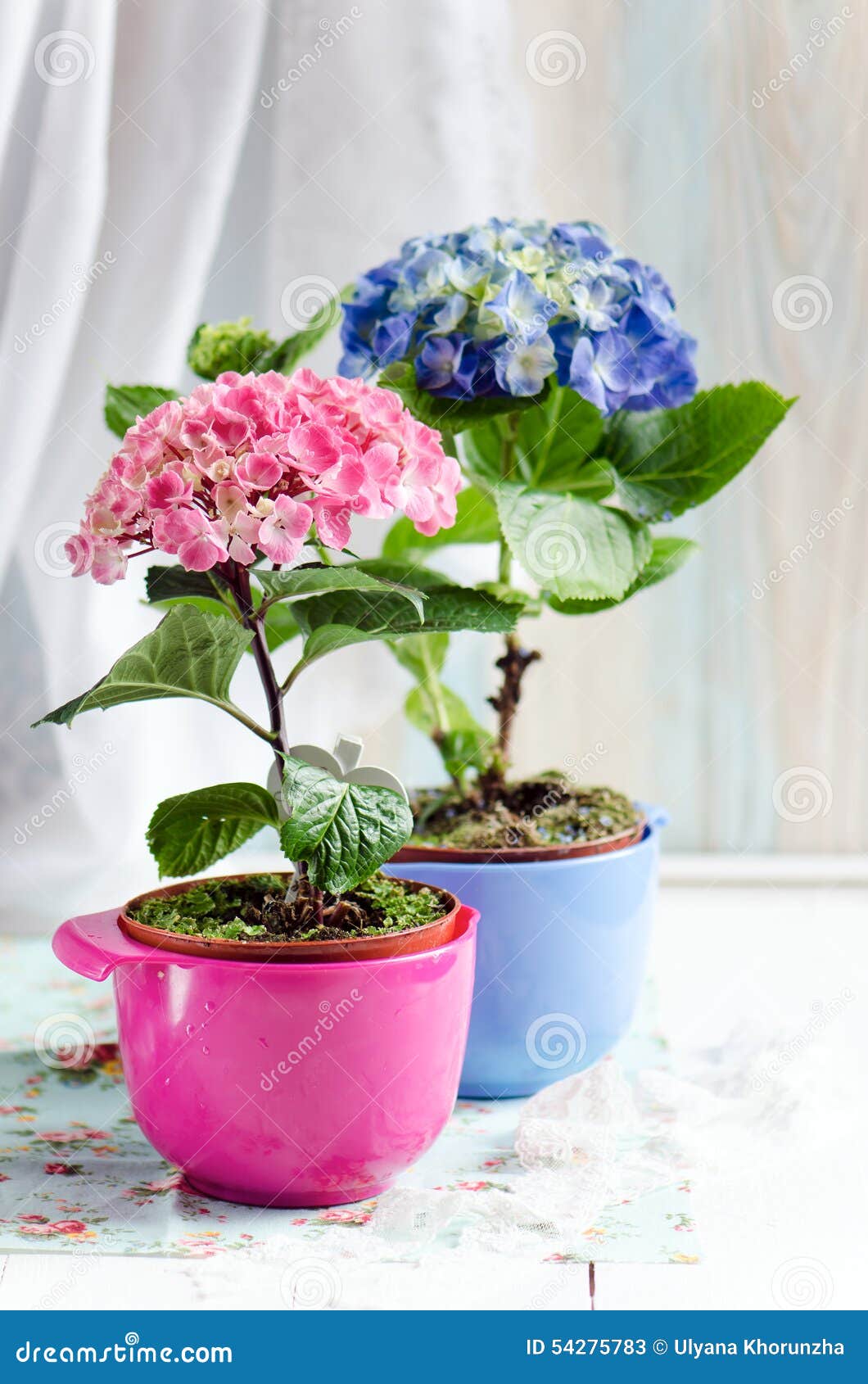 Hortênsias Em Uns Vasos De Flores Imagem de Stock - Imagem de vaso, fundo:  54275783