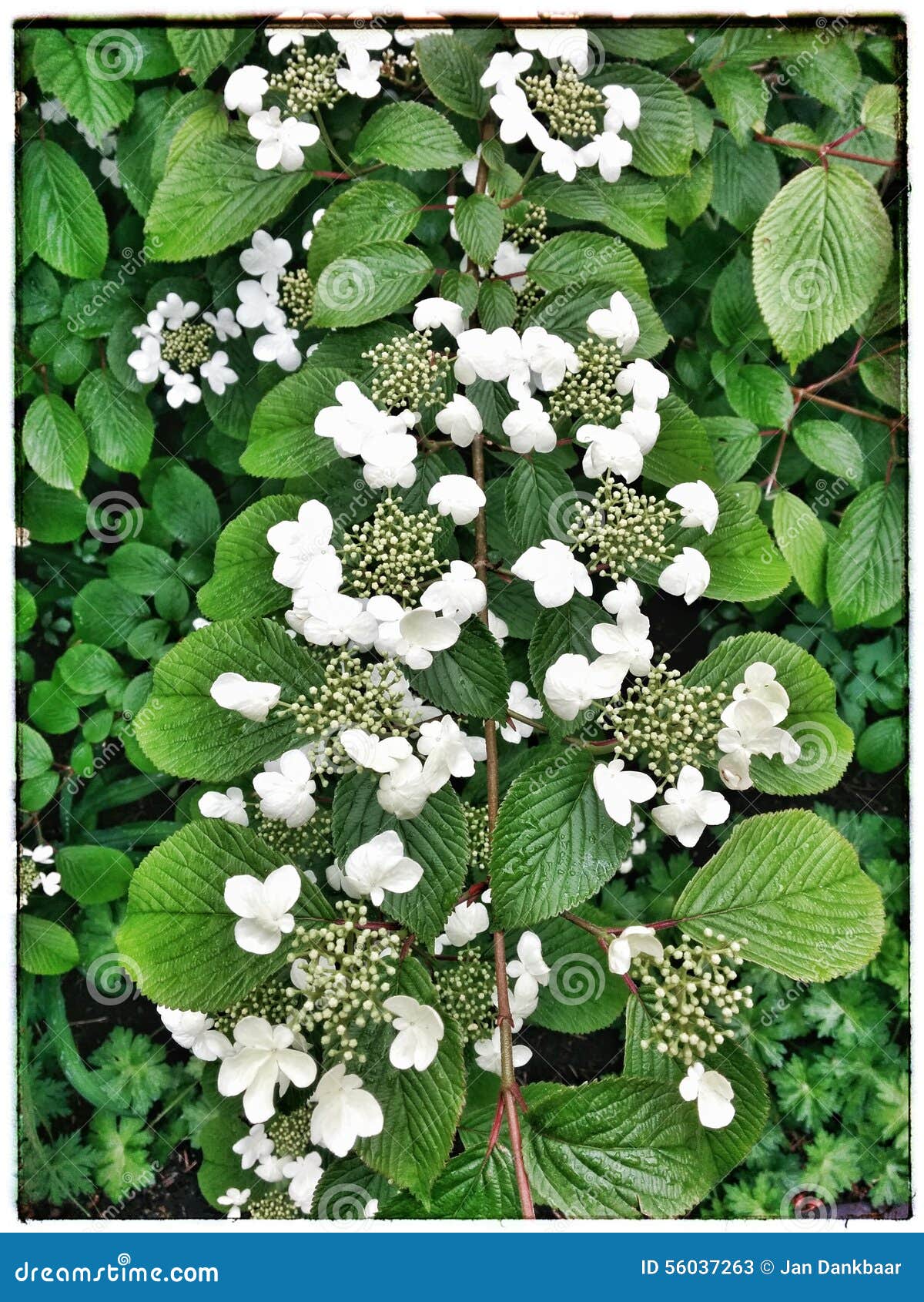 Цветки Hortensia белые