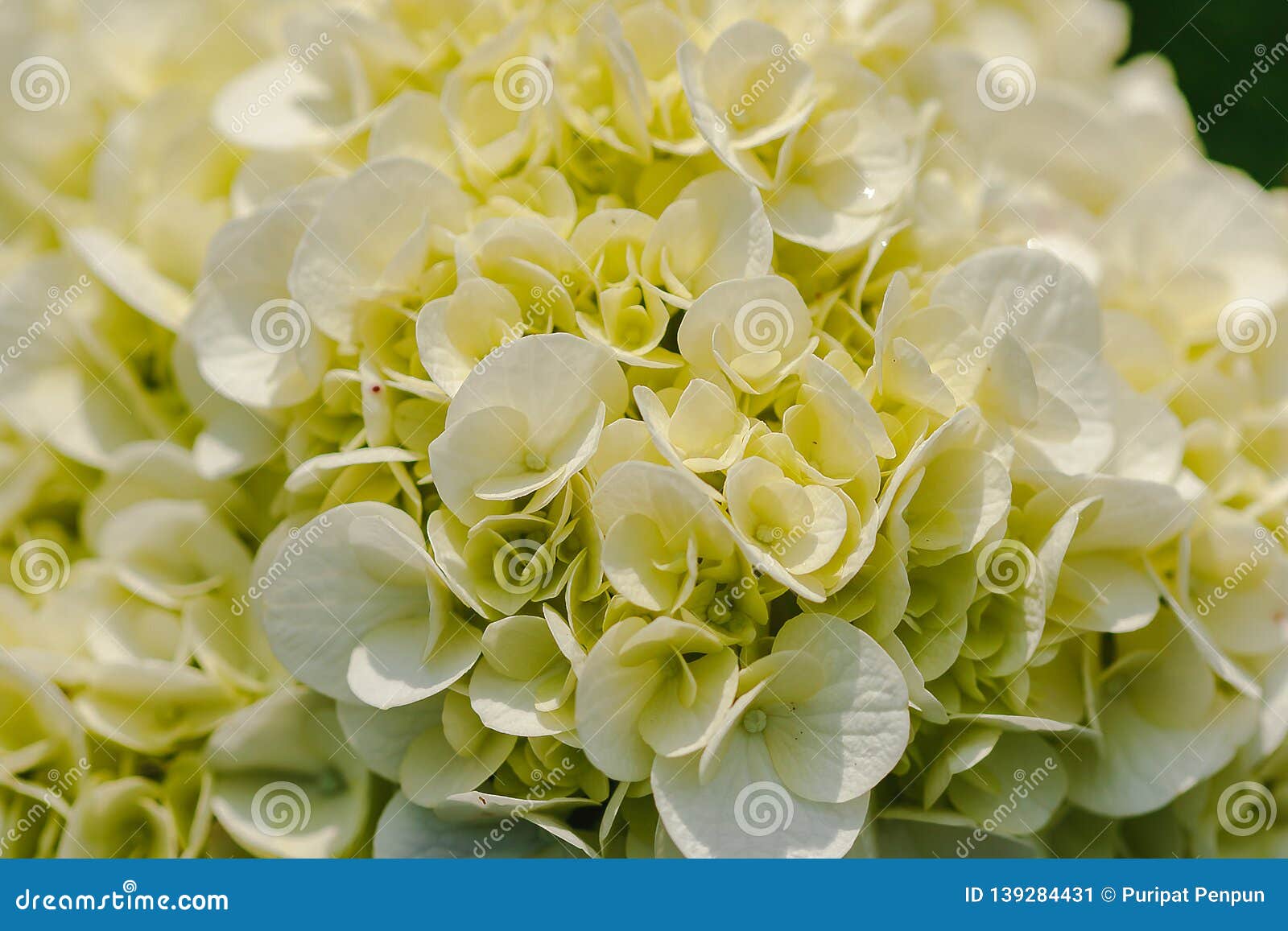Hortensia Amarilla Que Florece En Naturaleza Imagen de archivo - Imagen de  fondo, floral: 139284431