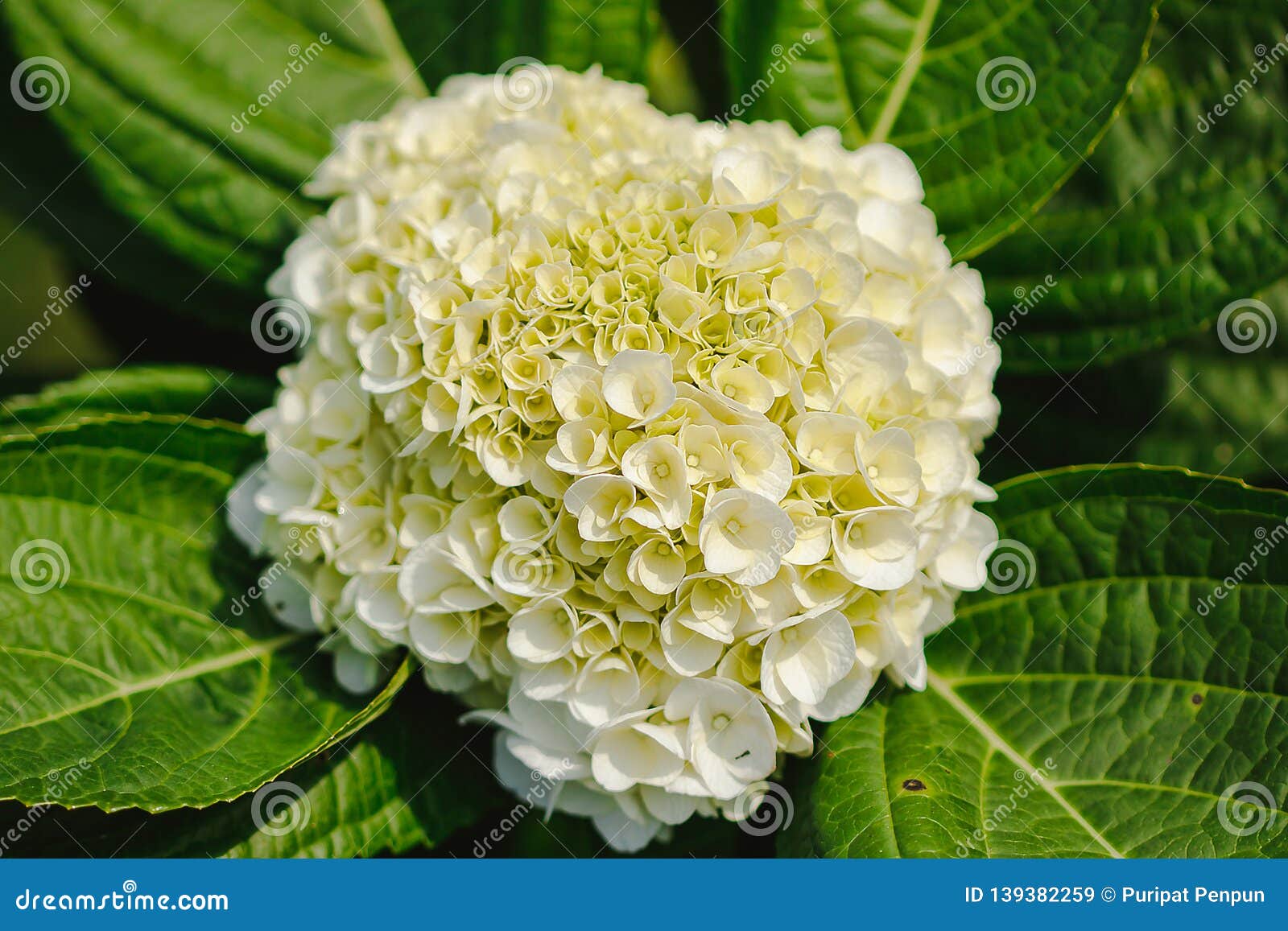 Hortensia Amarilla Que Florece En Naturaleza Imagen de archivo - Imagen de  floral, exterior: 139382259