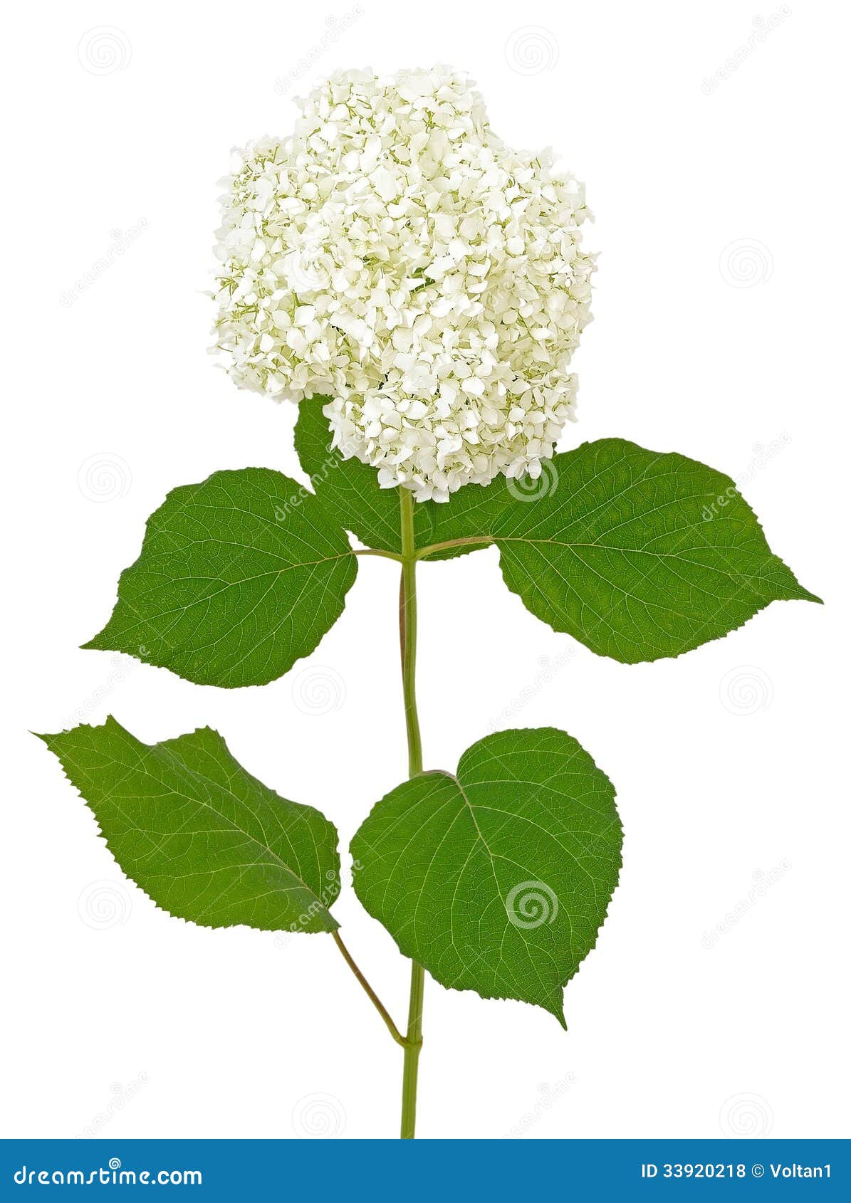 Hortensia blanca foto de archivo. Imagen de horticultura 33920218
