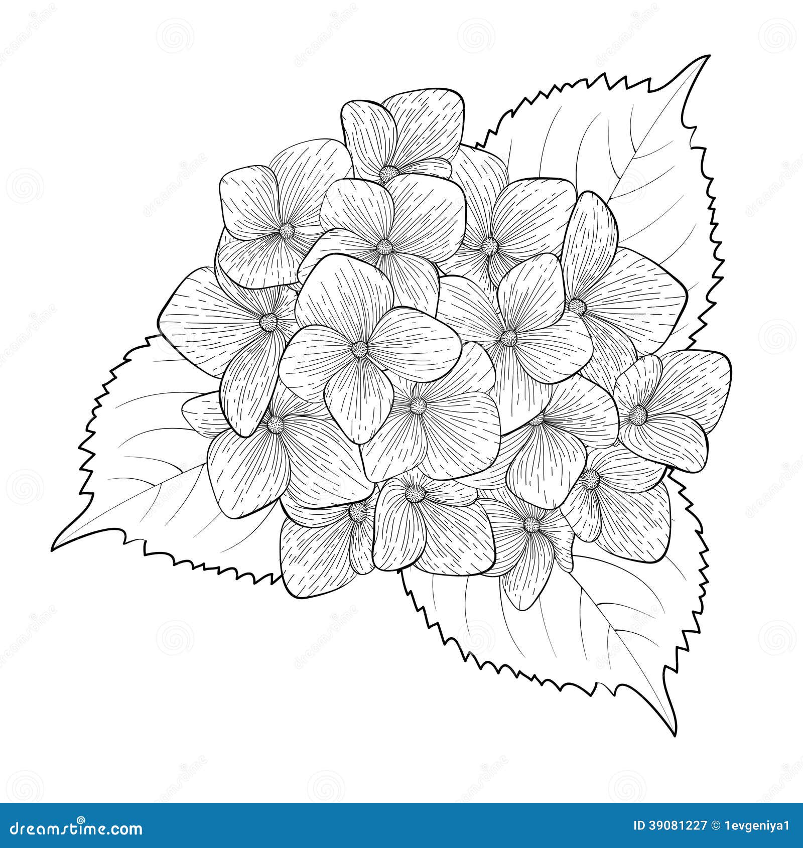 Hortensia Blanco Y Negro De La Flor Aislada Stock de ilustración -  Ilustración de mano, elemento: 39081227