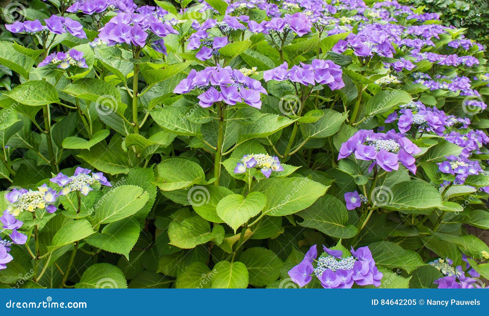 hortensia blue - hydrangea macrophylla `blaumeise`