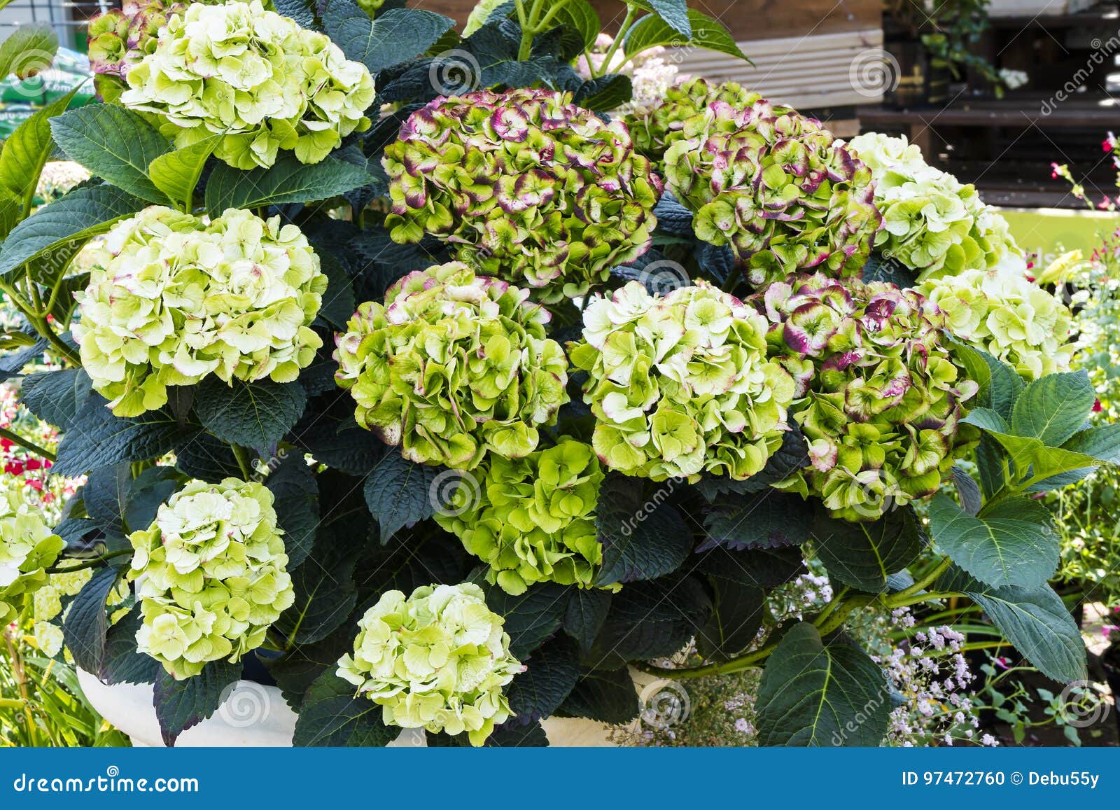 Hortensia Verde Y Púrpura Del Pistacho Foto de archivo - Imagen de primer, fondo: 97472760 Hortensia Verde Y Púrpura Del Pistacho Foto de archivo - Imagen de primer, fondo: 97472760