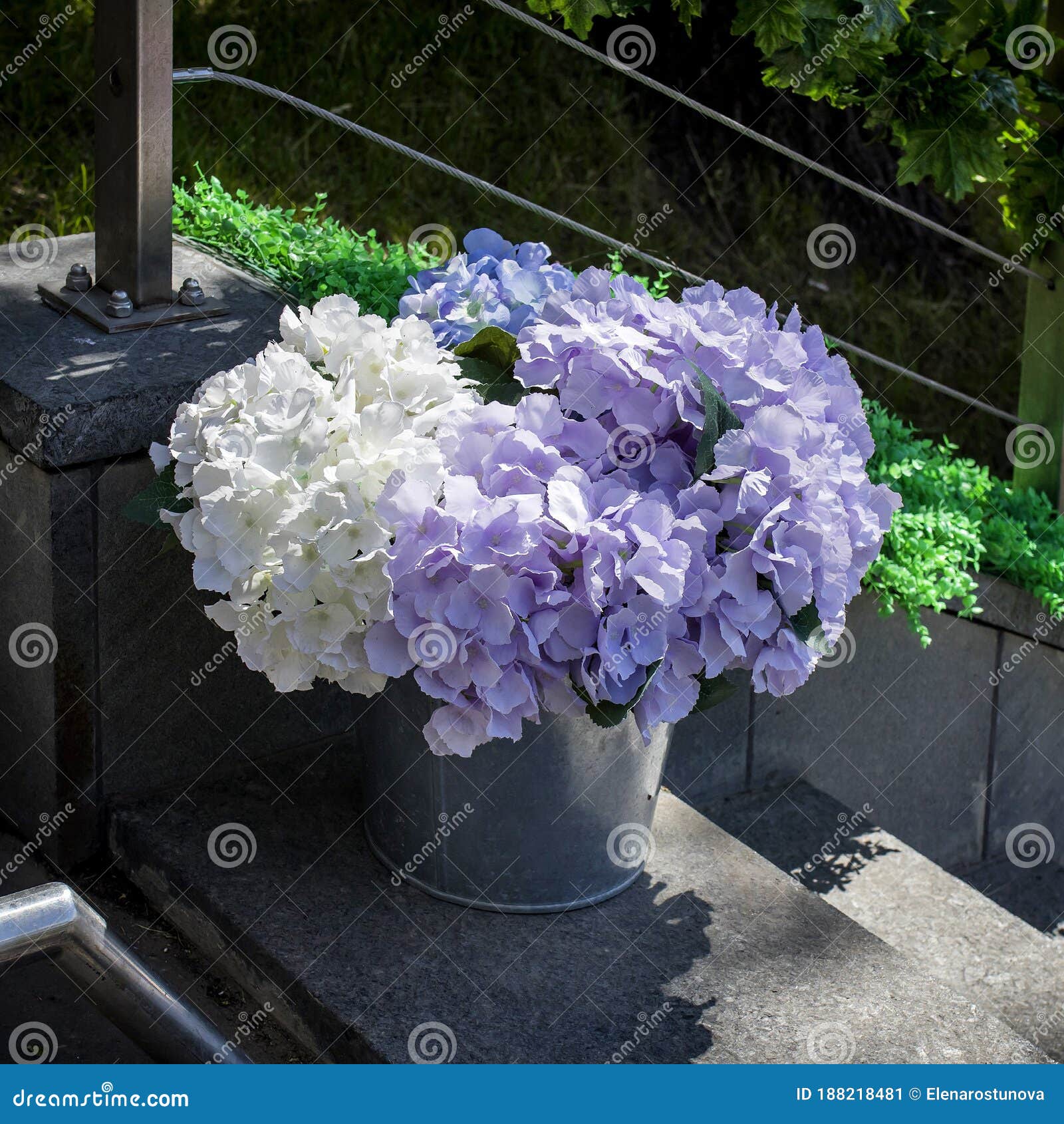 Hortensias Artificiales Blancas Y Azules En Baldes De Aluminio Adornan La  Entrada Del Restaurante Imagen de archivo - Imagen de flores, hidrangea:  188218481