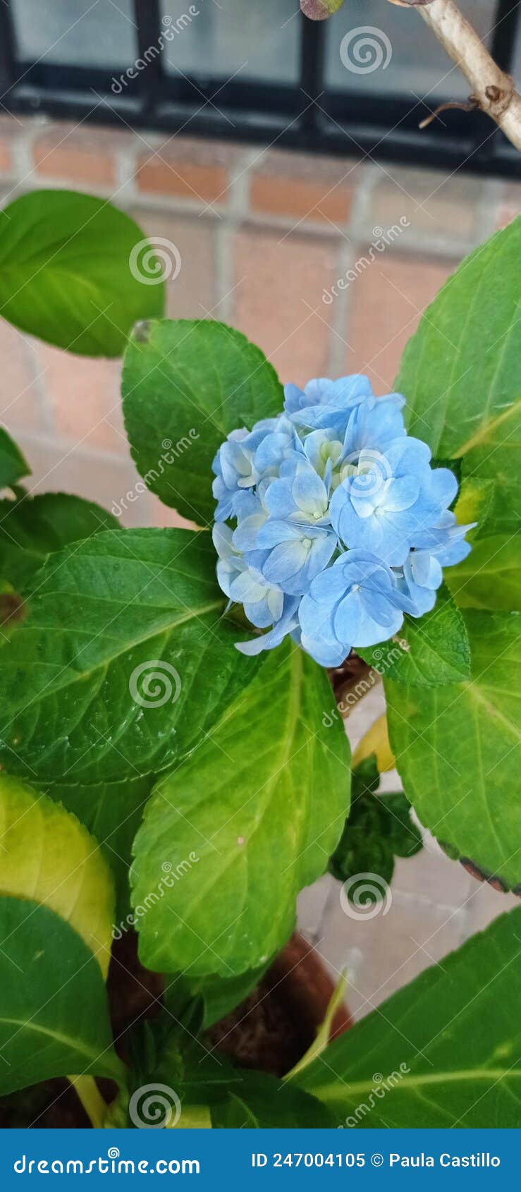 blue hydrangeas, the most beautiful flower