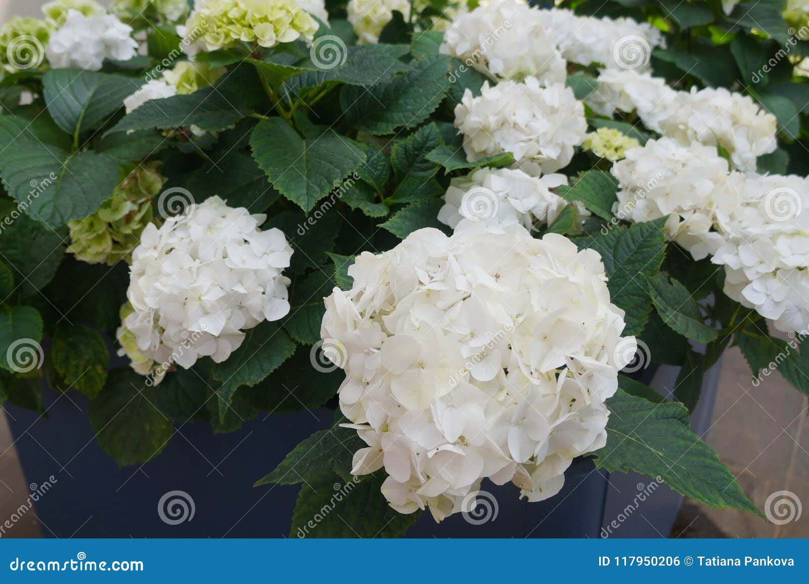 Hortensias Blancas Hermosas En Un Pote Cultivo De Flores Foto de archivo -  Imagen de flora, resorte: 117950206