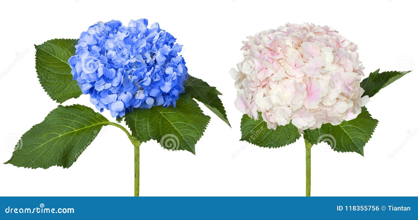 Hortensias Blancas Y Azules Agradables Foto de archivo Imagen de vida