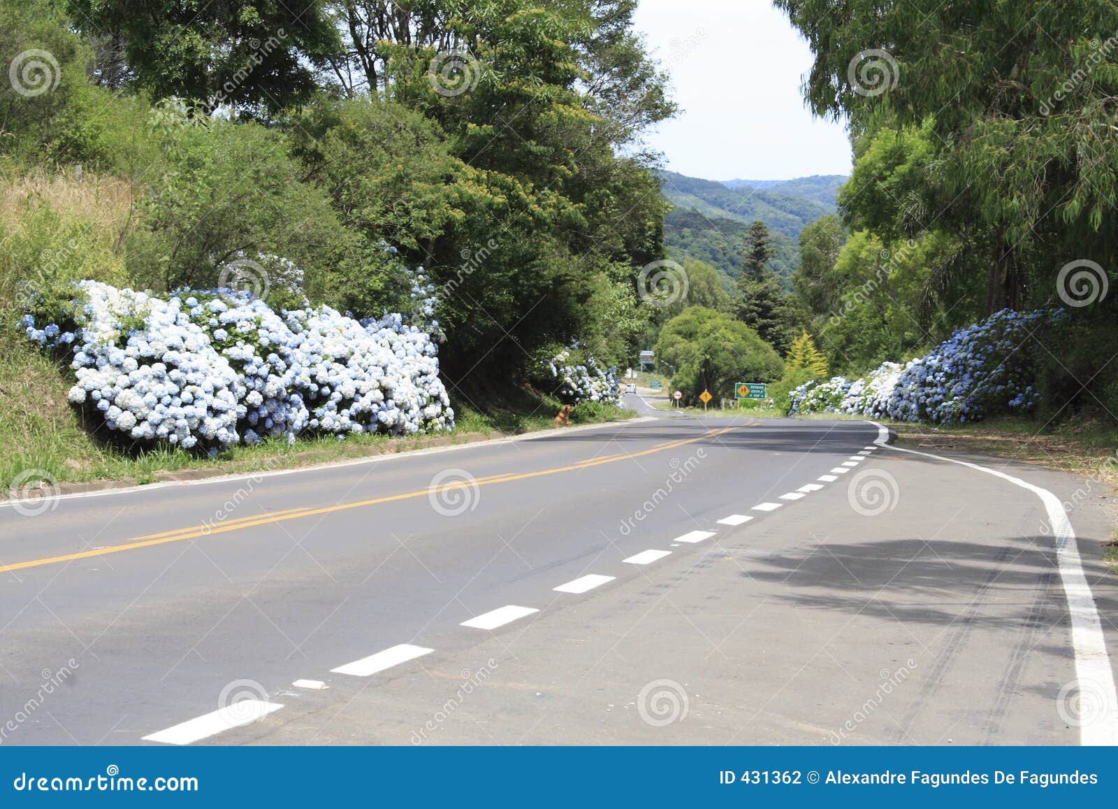 hortensias in the road to gramado