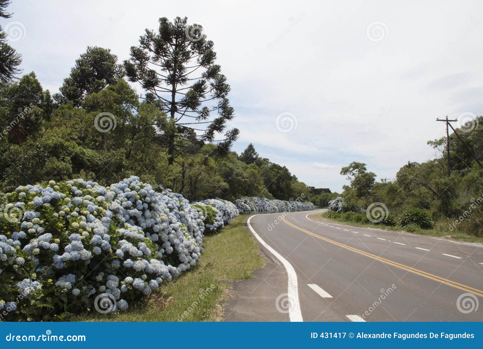 hortensias in the road to gramado