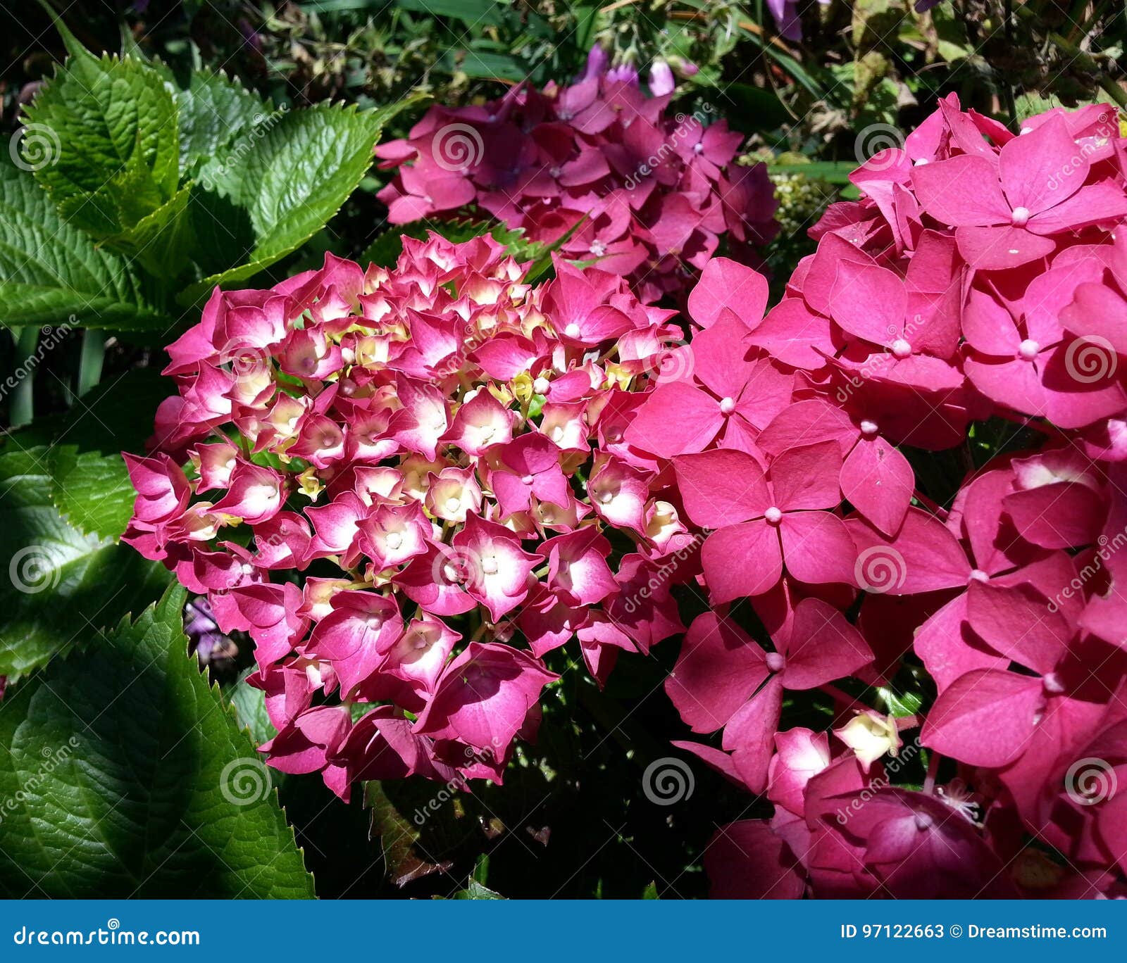 Hortensias rojas imagen de archivo. Imagen de floral - 97122663, image size:1600x1368