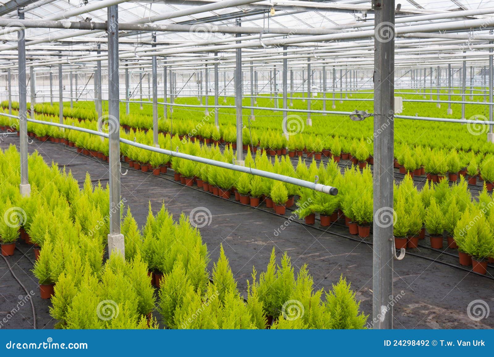 horticulture with cupressus in a greenhouse