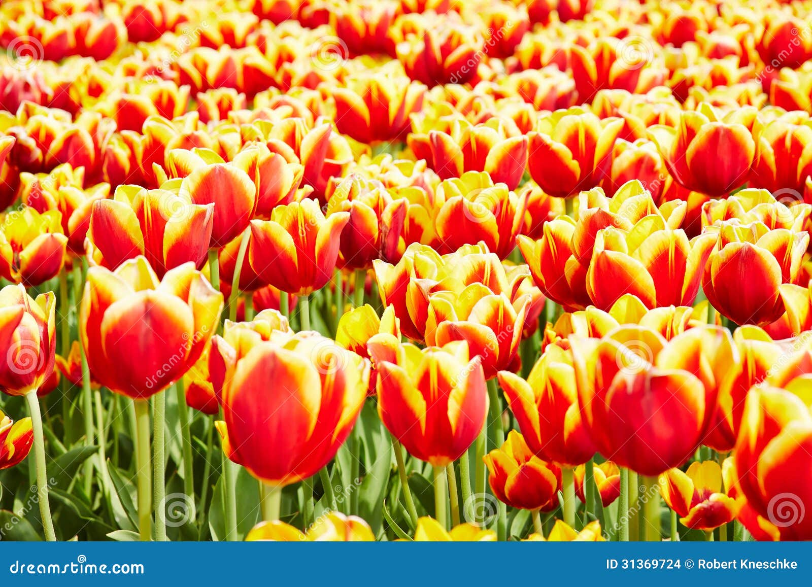 Horticulture with Tulips in the Netherlands Stock Photo - Image of park ...