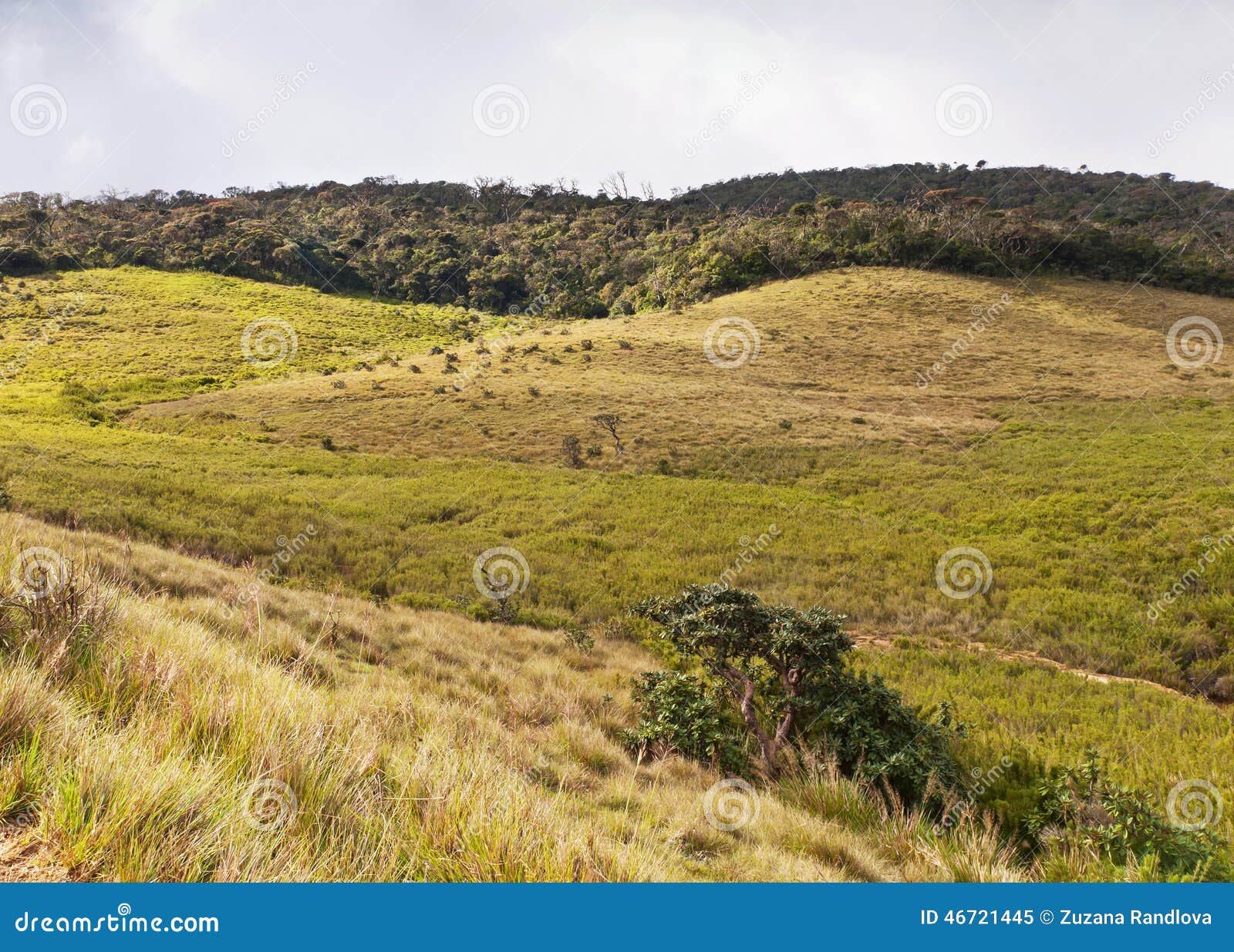 Parque Nacional De Horton Plains. Sri Lanka Imagen de archivo - Imagen de  llanos, meseta: 46721445, image size:1600x1235