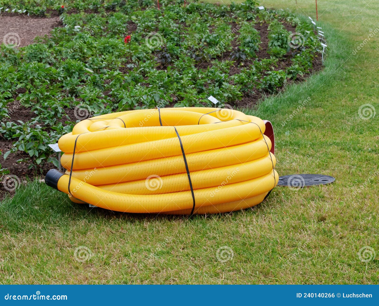 Hose Coil for Watering Flower Beds Stock Photo Image of flower