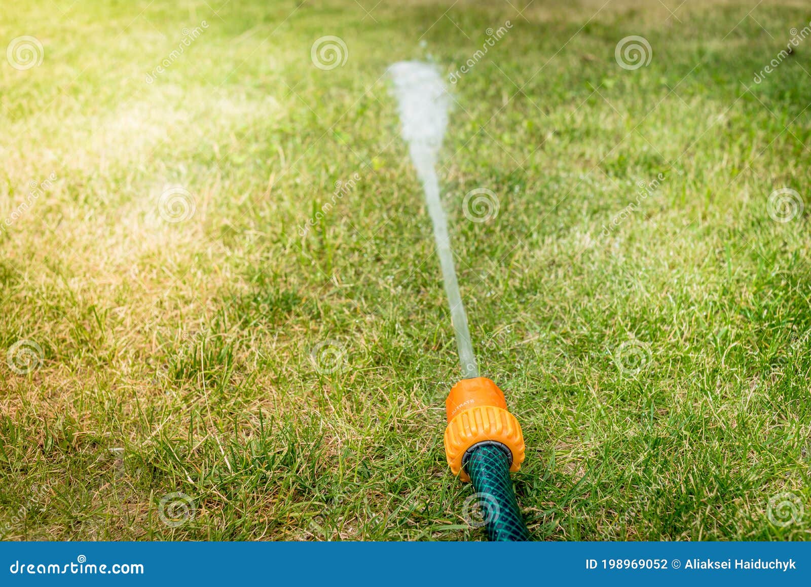 Hose with Water Jet/ Hose with Water Pressure on the Grass Stock Photo