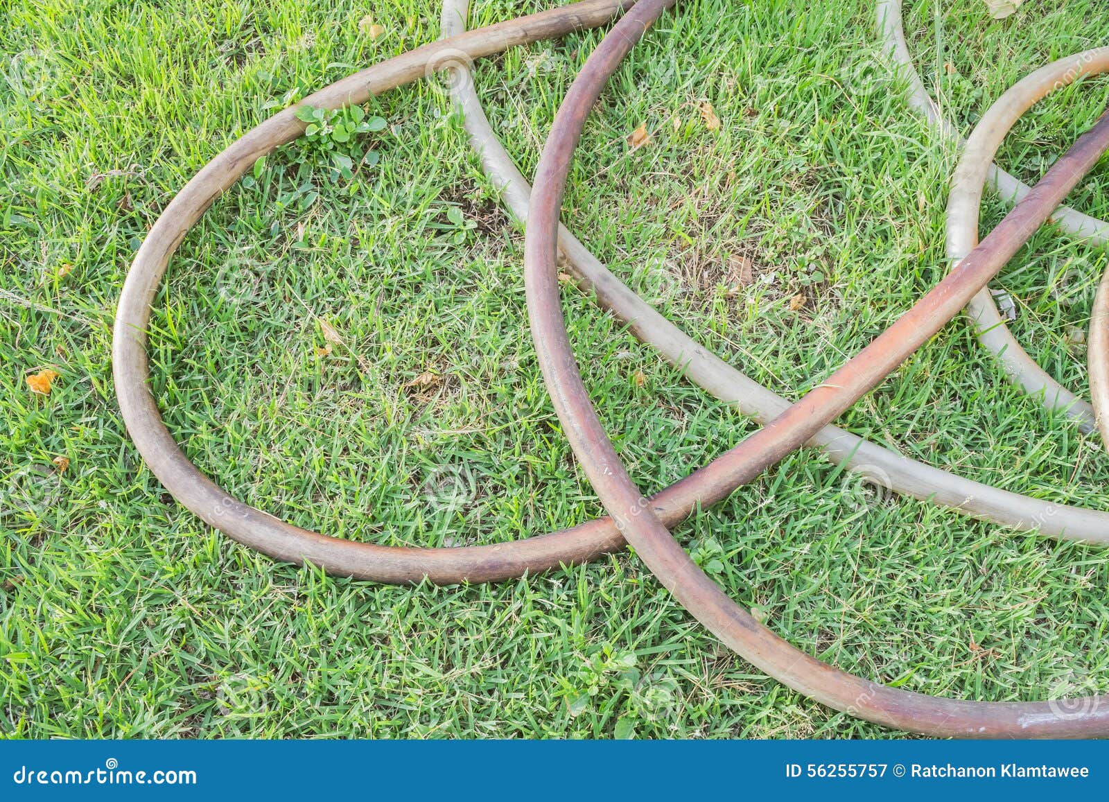 Hose watering stock image. Image of tube, outdoor, water ...