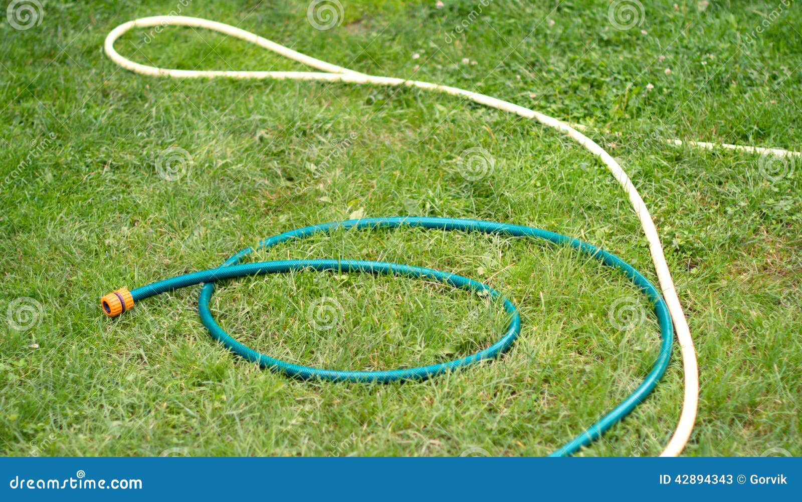 Hose for Watering of Lawn Water Stock Image Image of reflection, pour